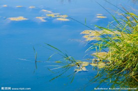 湿地水草
