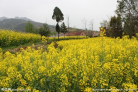 油菜花