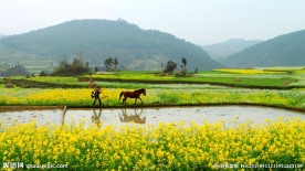 田园风光