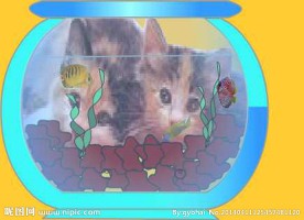 小猫与鱼儿