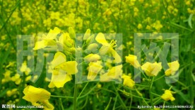 春天踏青观赏油菜花