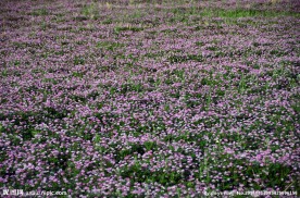 中华紫薇园 紫云英