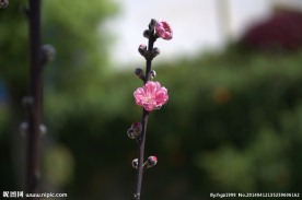 高清桃花