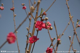 高清桃花