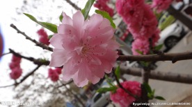 绽放的碧桃花