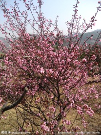 梅花 十梅庵