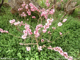 梅花树