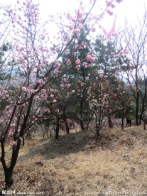 梅花园