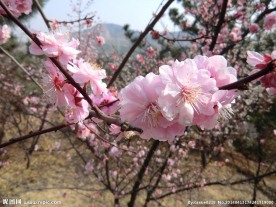 十梅庵 梅花