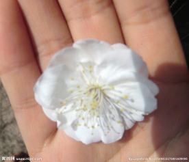 手拿梅花