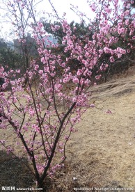 一株梅花