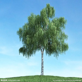 树木模型下载