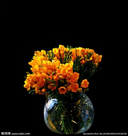 菊黄色花