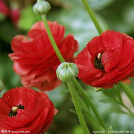 公园花卉 红色花卉