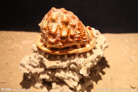 海螺标本