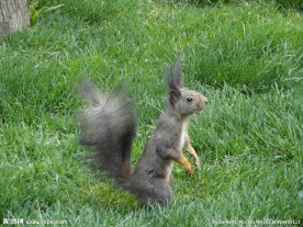 嬉戏中的小松鼠