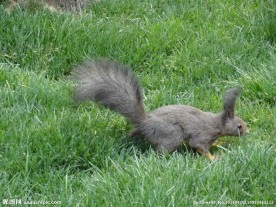 嬉戏中的小松鼠