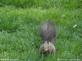 嬉戏中的小松鼠