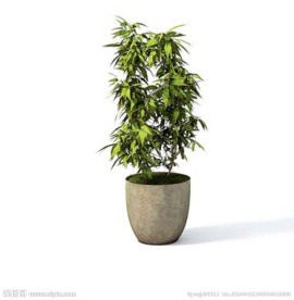植物模型