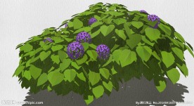 观赏植物