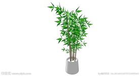 盆栽竹叶