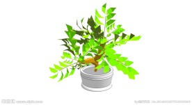 家庭盆栽