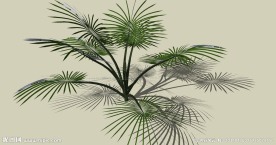 热带植物
