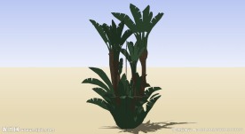 芭蕉树
