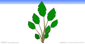 观赏植物