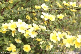 刺梅花