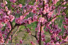 桃花 桃树