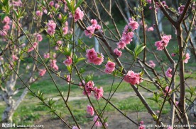 桃花 桃树