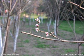 桃花 桃树