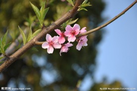 桃花 桃树