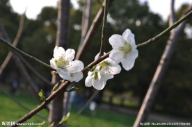 桃花 桃树