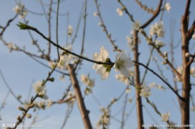 桃花 桃树