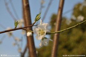 桃花 桃树