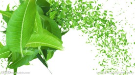 叶转场高清视频