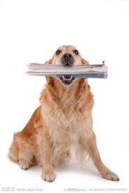金毛犬