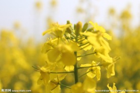 菜花 油类花