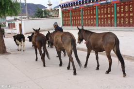 毛驴