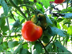 番茄 西红柿 新鲜