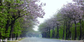 春暖花开