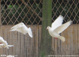 飞翔白鸽