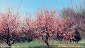 满园桃花