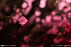 春 意浓 桃花