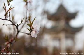 春 意浓 桃花 凉亭