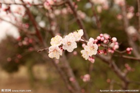 春 意浓 桃花