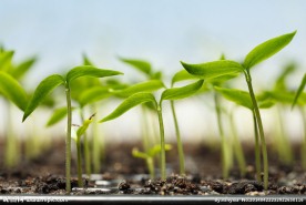 植物幼苗