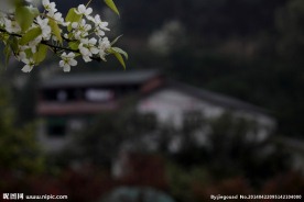 梨花枝头下